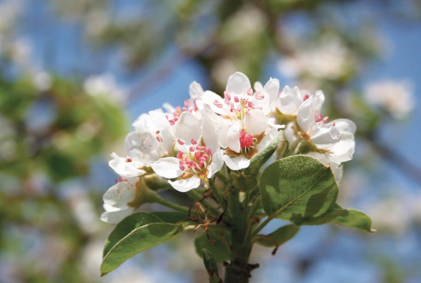 Apfelblüte, Apfelland