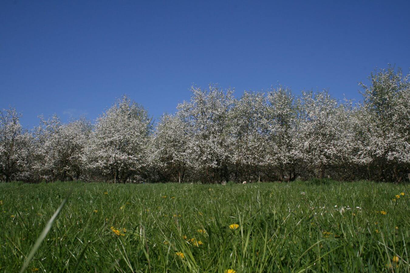 Apfelblüte Baum